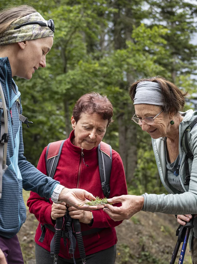 Un groupe de personne cueille des plantes en pleine forêt lors d'une sortie accompagnée