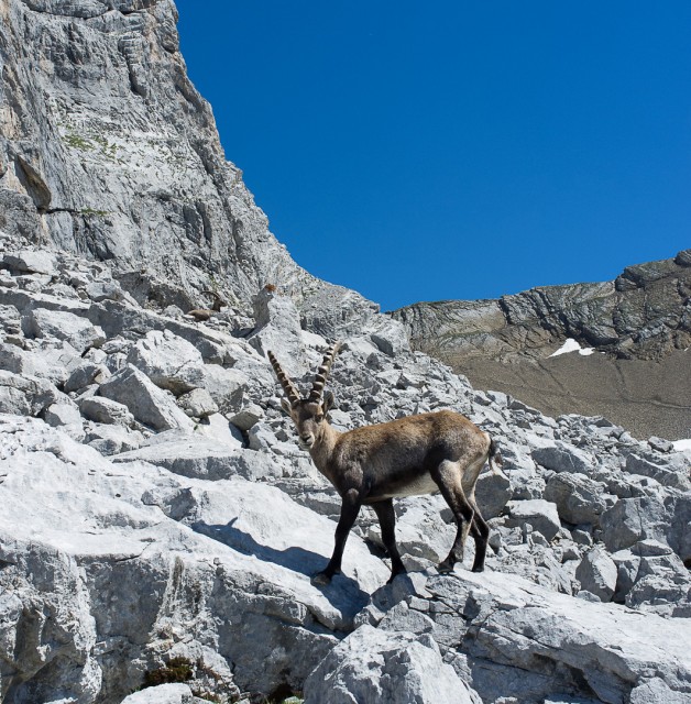 Randonnées guidées animaux de la montagne