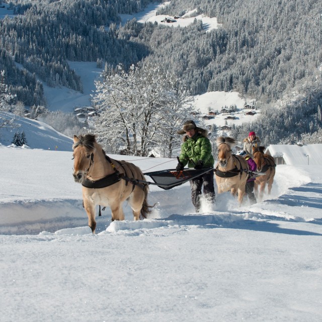 Horse-drawn sleigh rides, pony slegding, ski joering