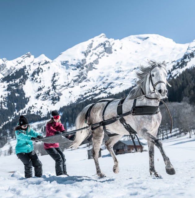Traîneau, poney luge et ski joëring