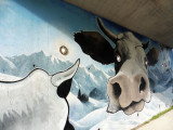 Art Vache : Les Yeux dans les Meuhs