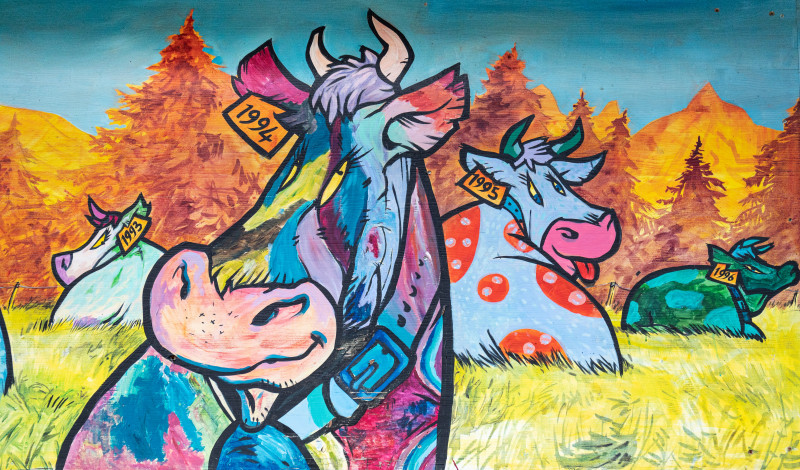 Vache en Alpage