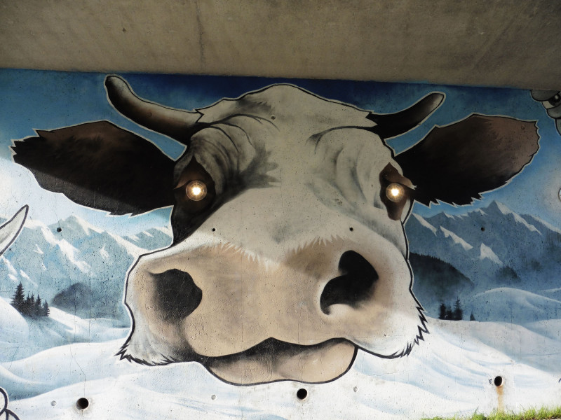Look Moo in the Eyes
