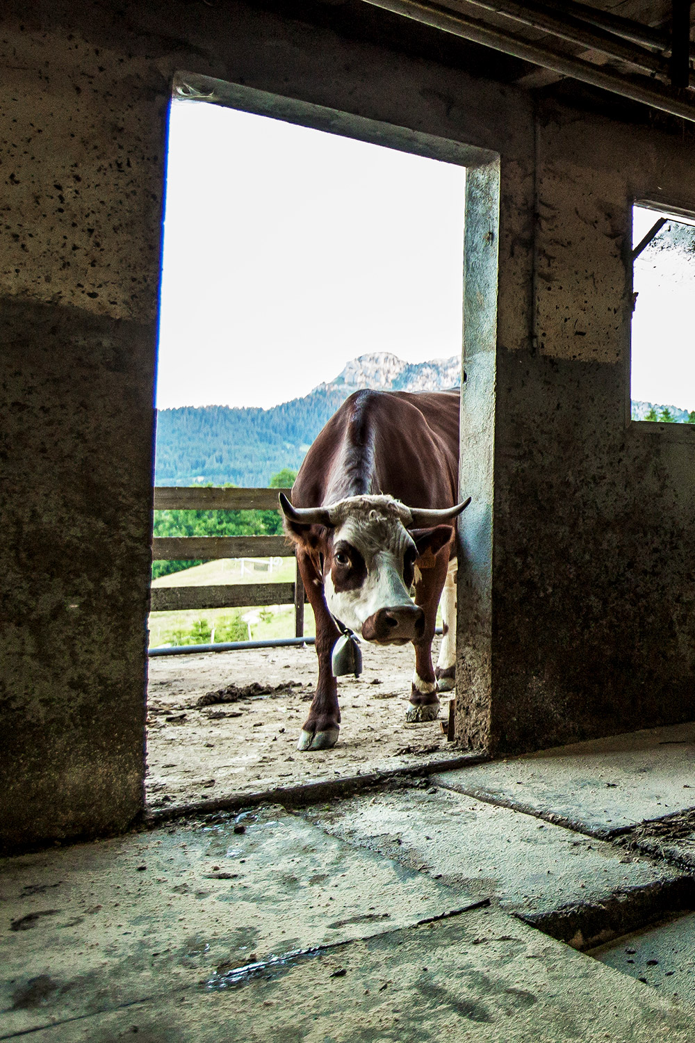 14-vaches-224256