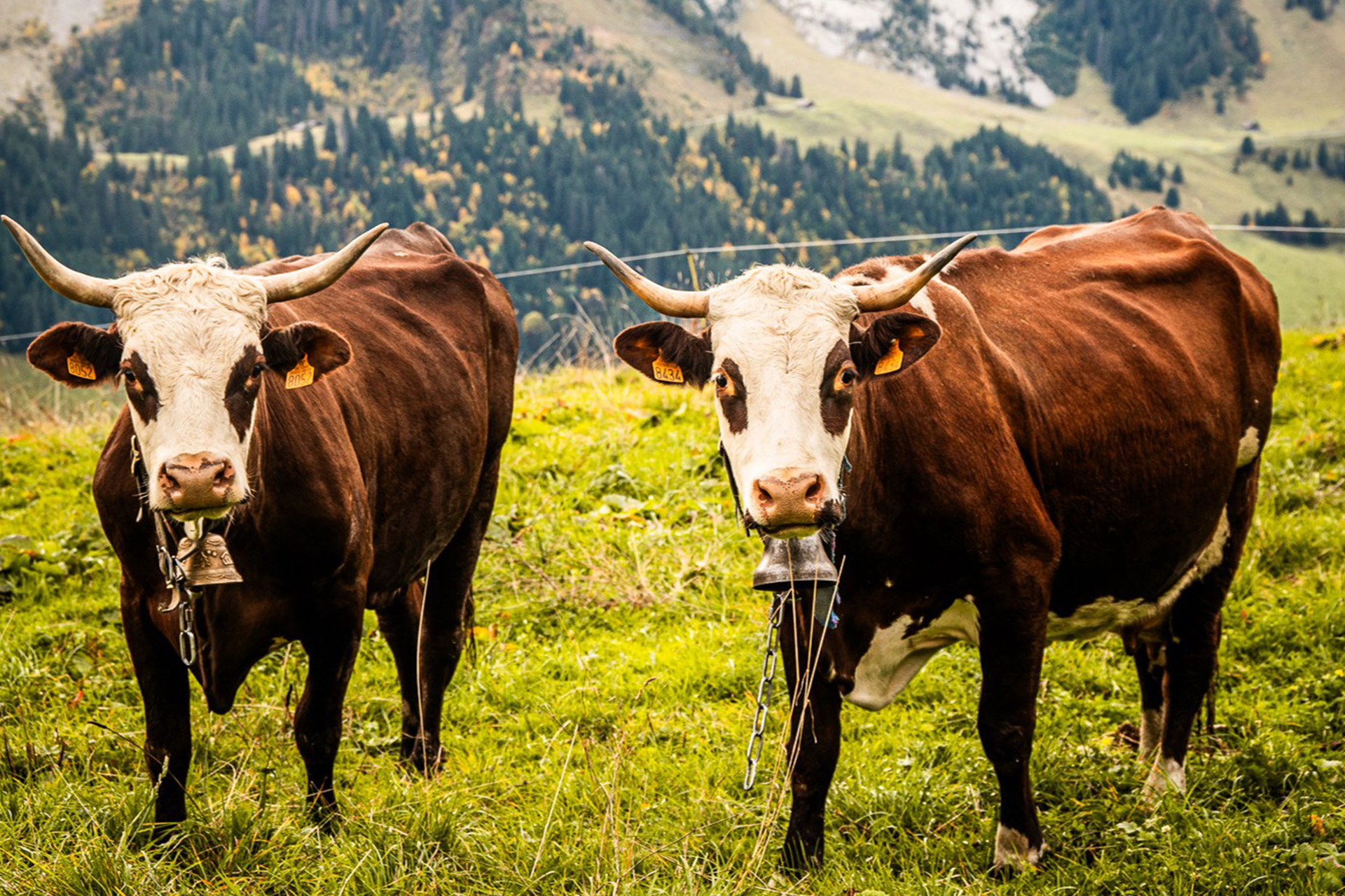 Automne - Le Grand-Bornand - © M. Dubost
