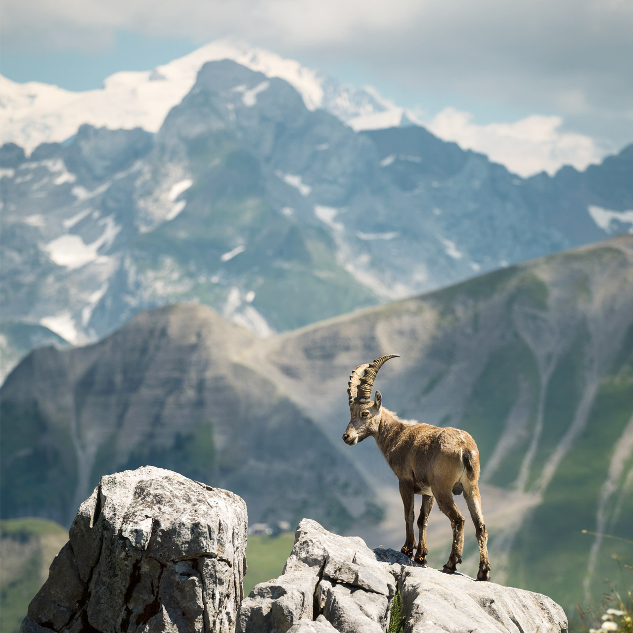 bouquetin au Grand-Bornand - © Le Grand-Bornand Tourisme