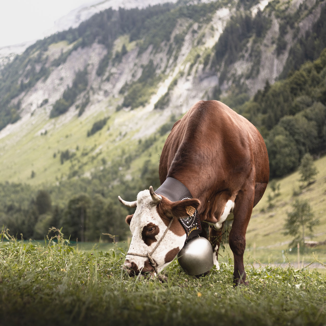 c-hudy-le-grand-bornand-tourisme-reblochon-2-224026-231368-231680 - © © C. Hudry