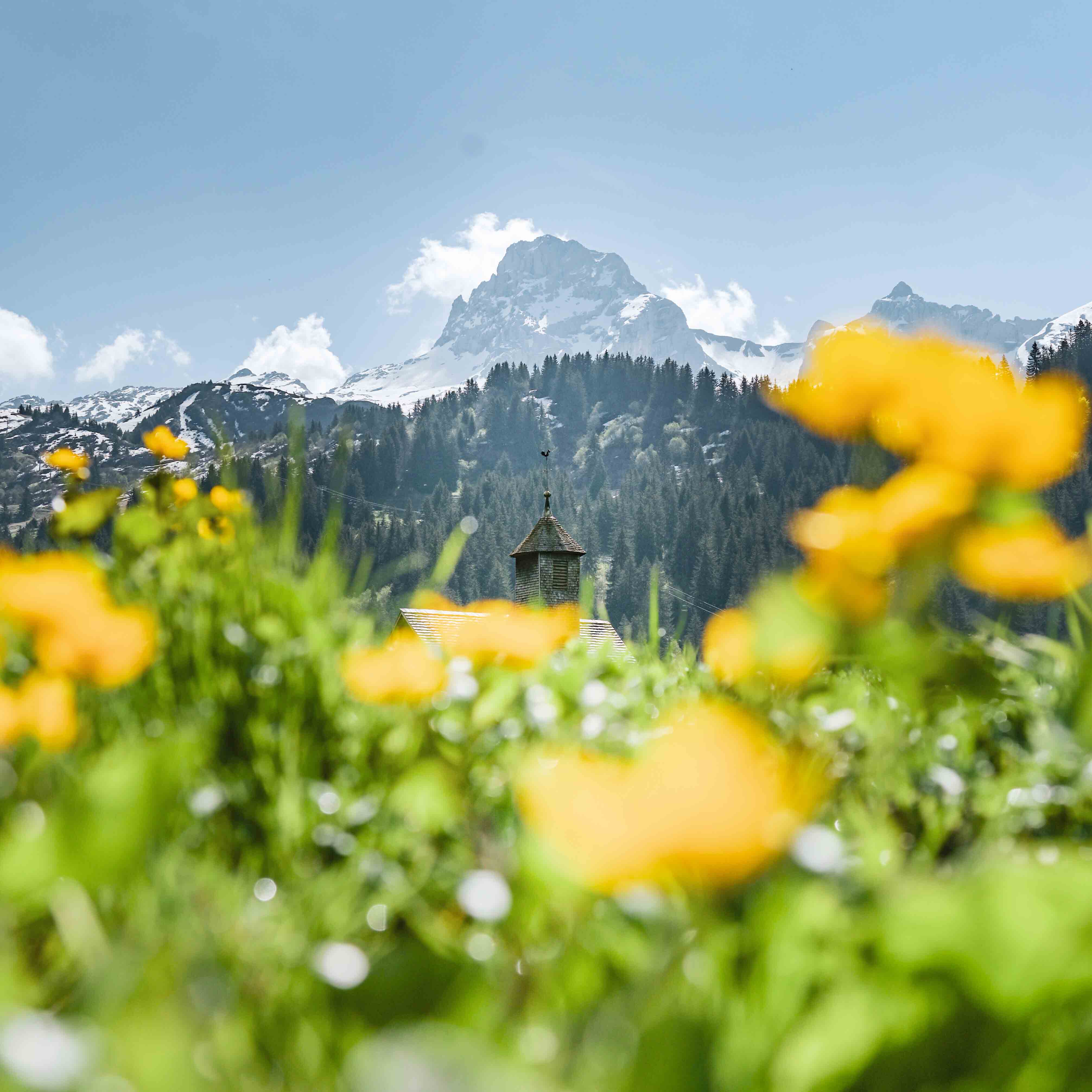 fleurs de montagne au Grand-Bornand - © C. Chabod