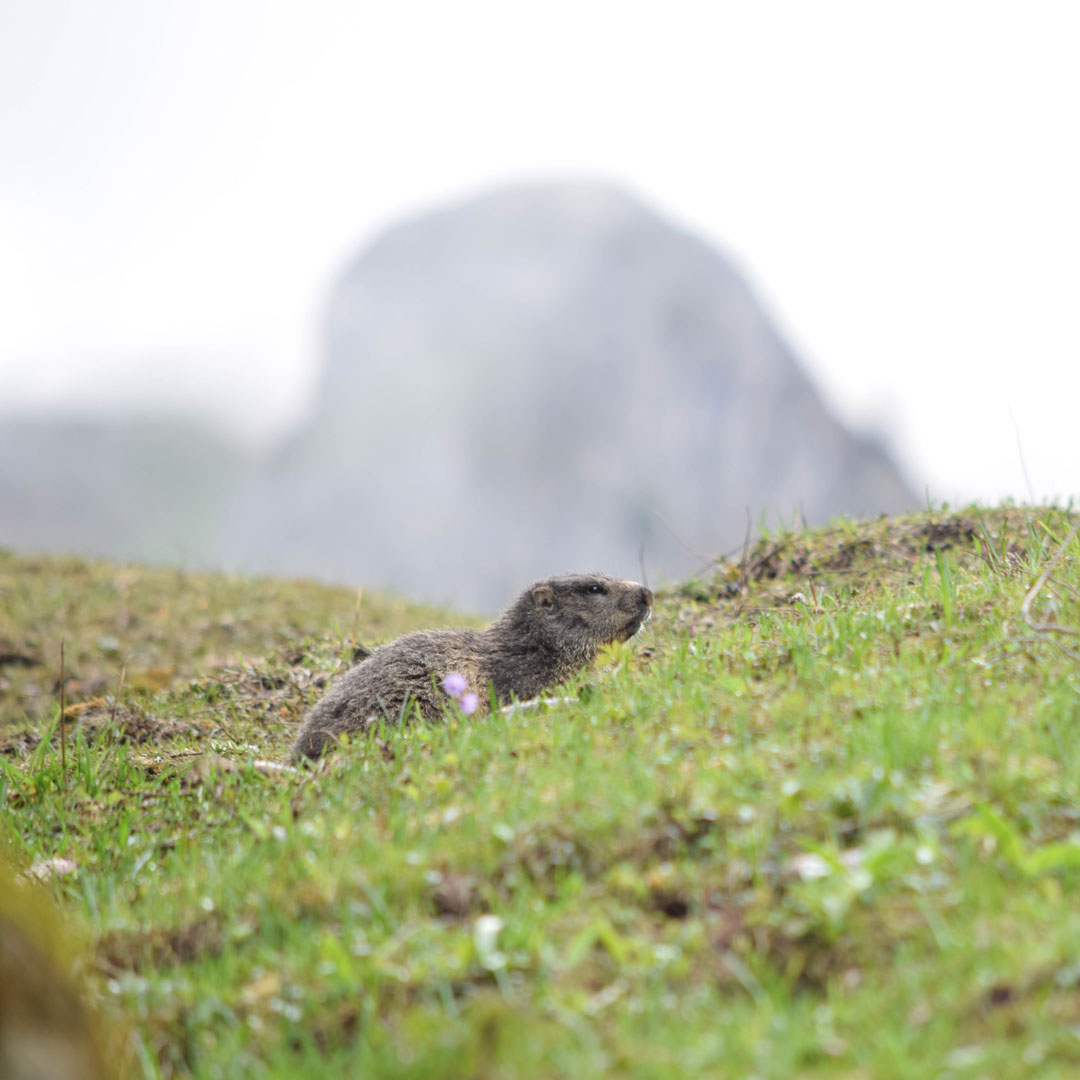 la marmotte au Grand-Bornand
