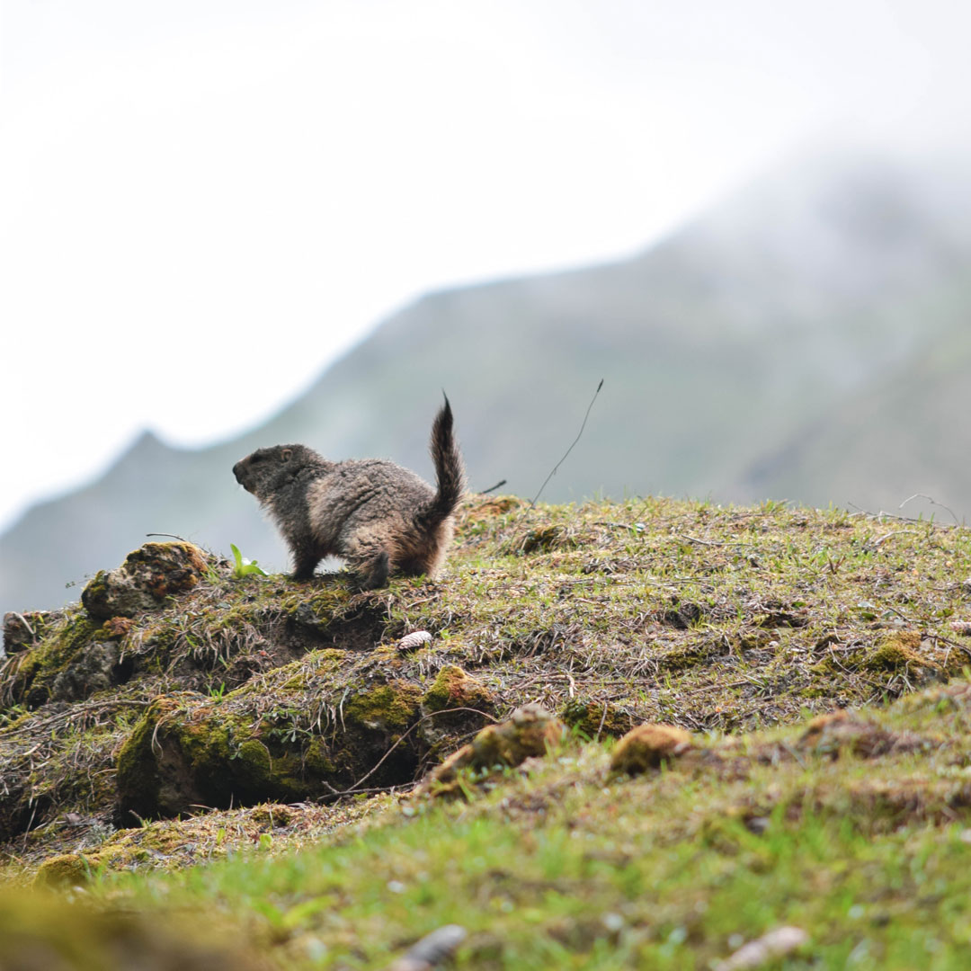 la marmotte au Grand-Bornand