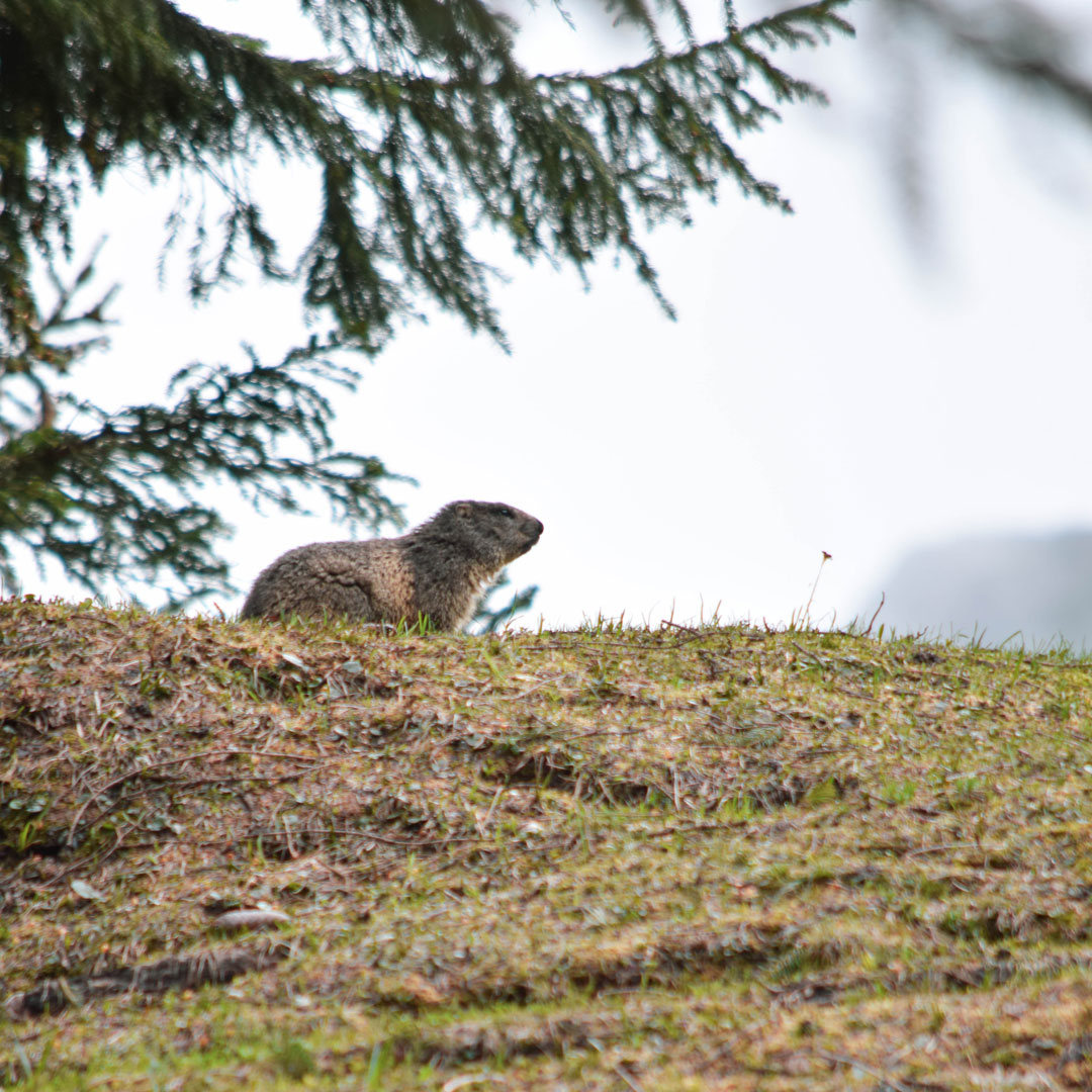 la marmotte au Grand-Bornand