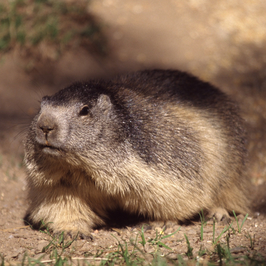 la marmotte au Grand-Bornand
