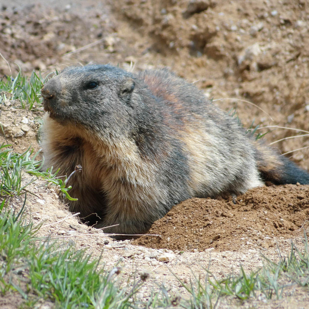 la marmotte au Grand-Bornand