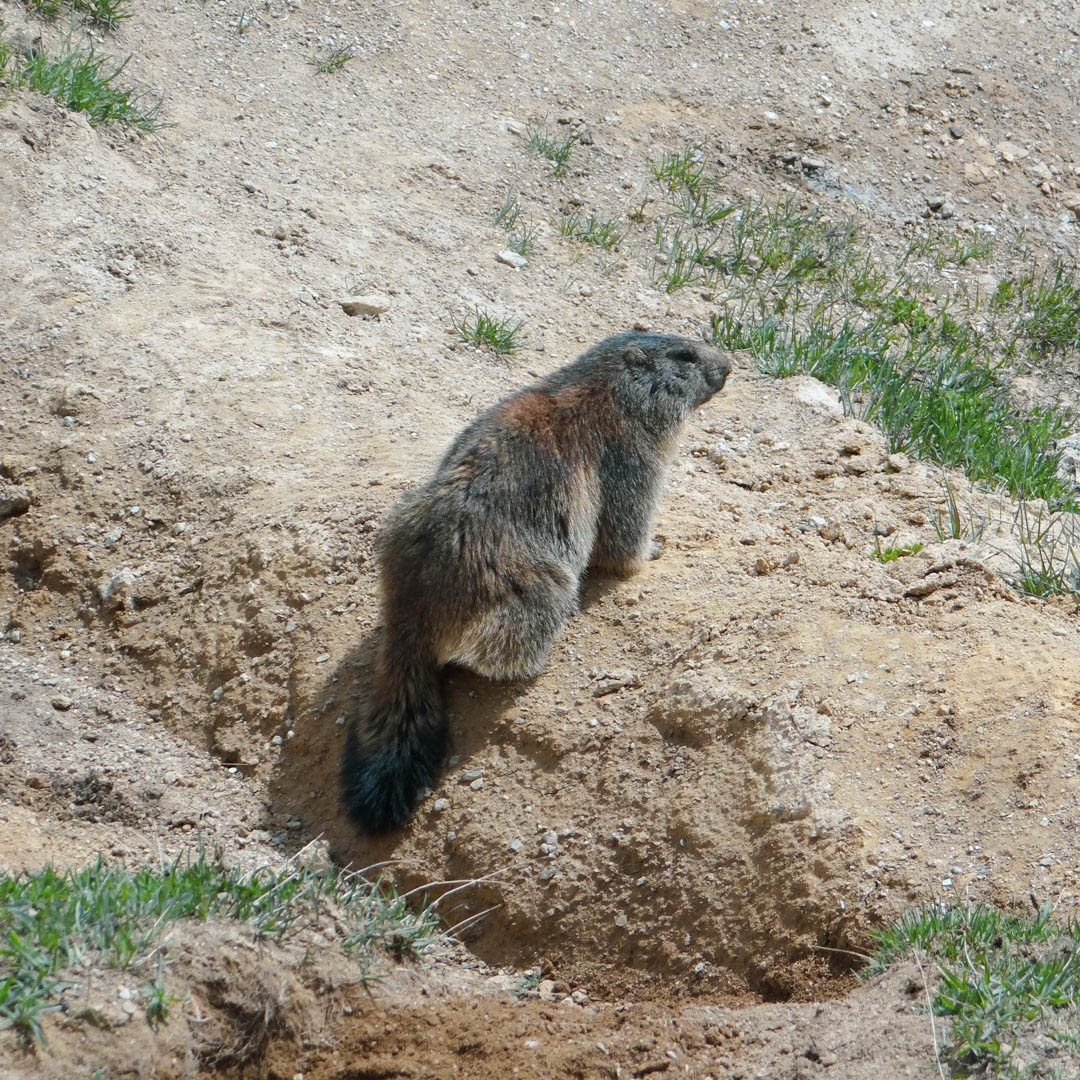 la marmotte au Grand-Bornand
