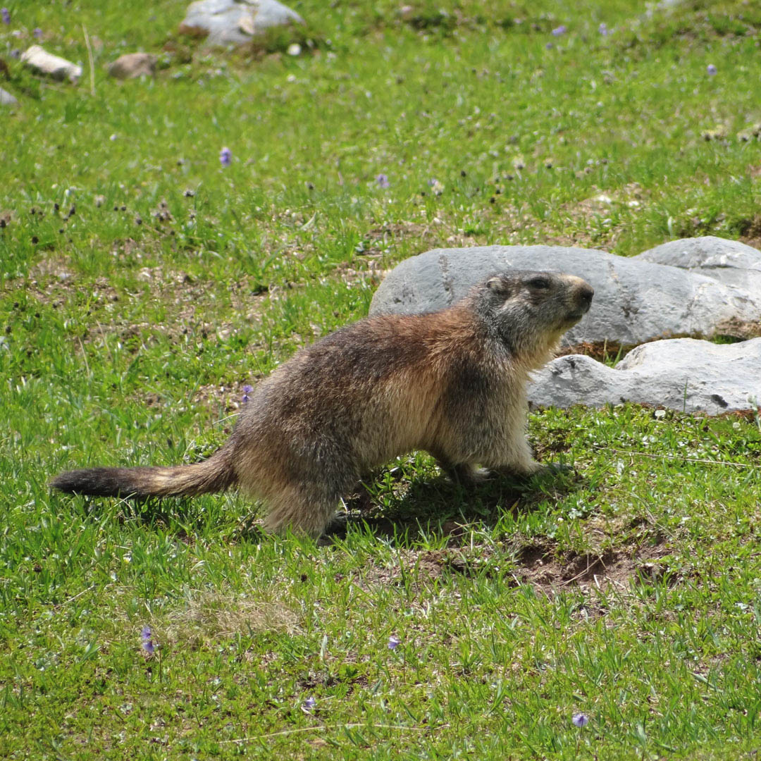 la marmotte au Grand-Bornand