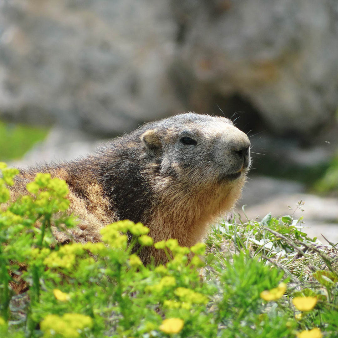 la marmotte au Grand-Bornand