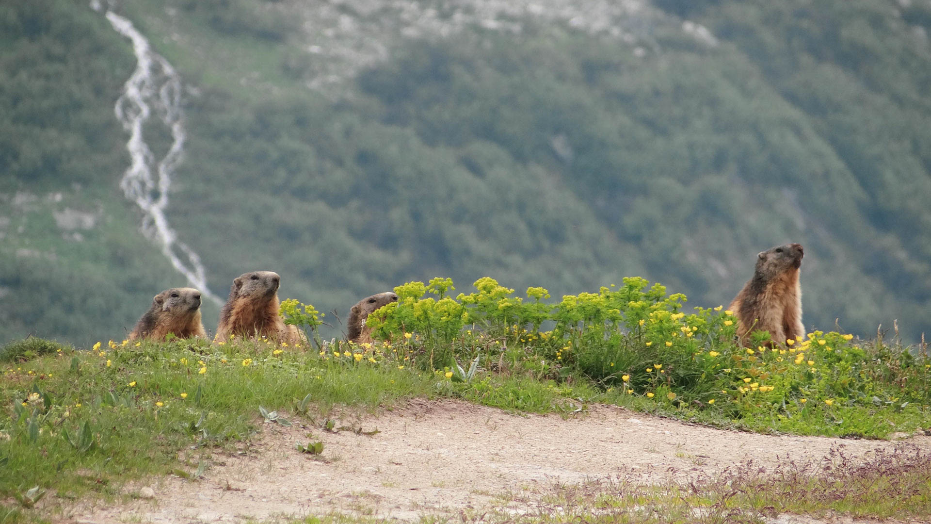 la marmotte au Grand-Bornand