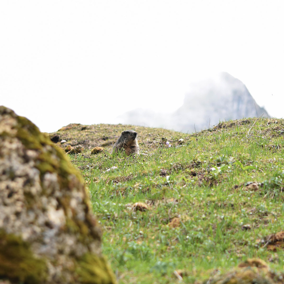 la marmotte au Grand-Bornand