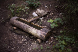 sentier de la forêt 3