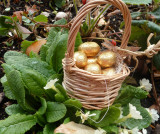 Chasse aux oeufs