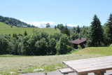 Fleur des Alpes n°5