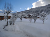 Vieux Noyer