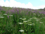 Tour du Mont Lachat