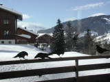 Piste Rouge A