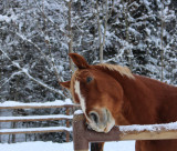 Balade à cheval au Grand-Bornand