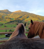 Médiation équine au Grand-Bornand