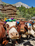 La fête de l'alpage au Grand-Bornand