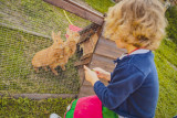 Petits fermiers 12