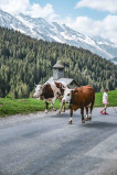 montée en alpage4