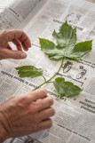 séchage d'une plante e, vue de la fabrication d'un herbier