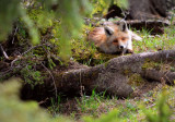 détective renard