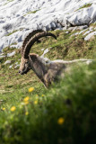 Rando à la rencontre des bouquetins