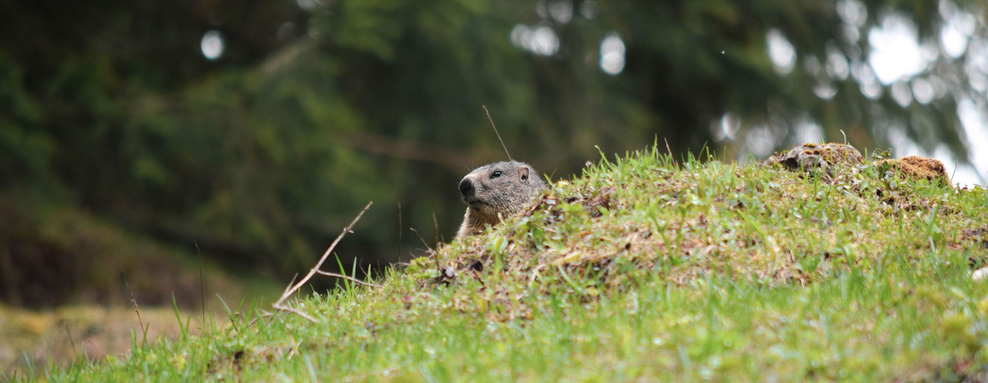 la marmotte au Grand-Bornand
