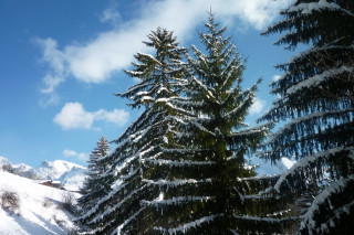 sapins