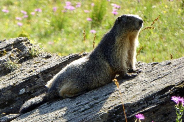 Marmotte au soleil