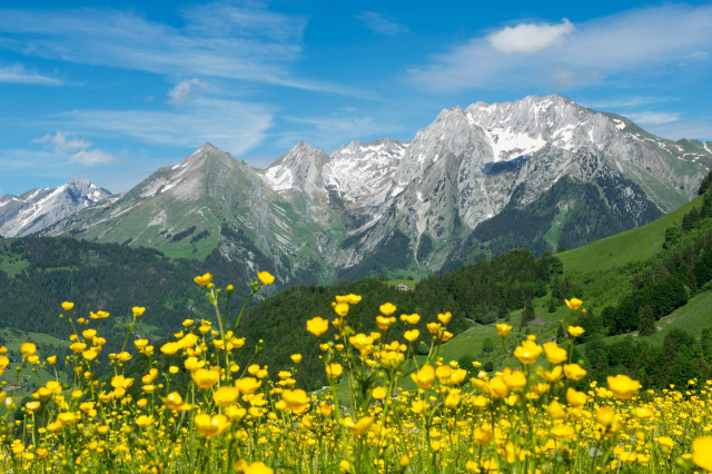 Aravis