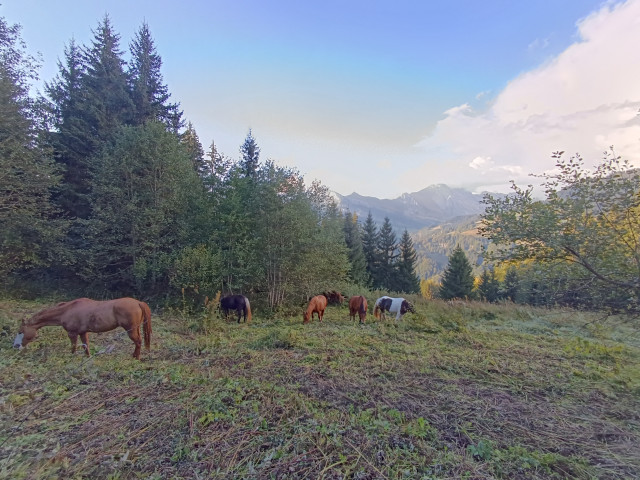 Médiation équine au Grand-Bornand