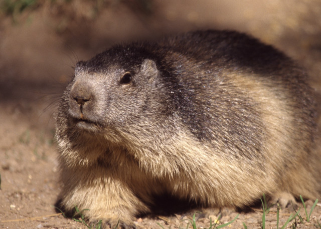 marmottes