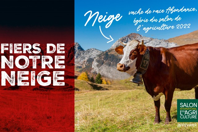 Neige : vache égérie du Salon de l’Agriculture