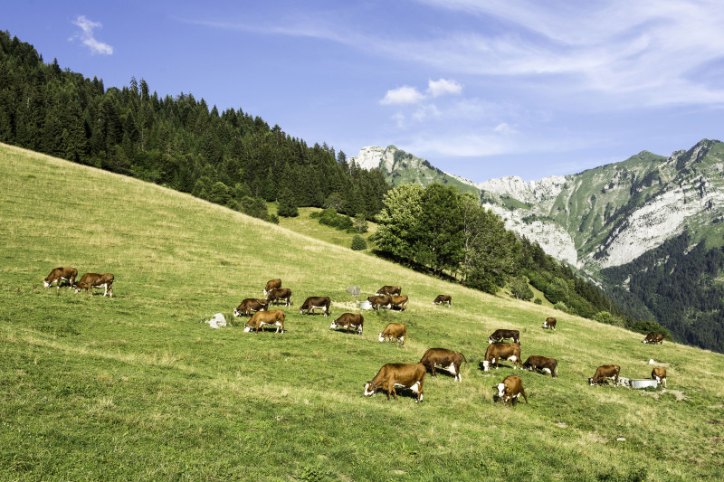 Alpage au Col de la Forclaz - Montmin