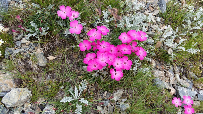 Fleurs de montagne