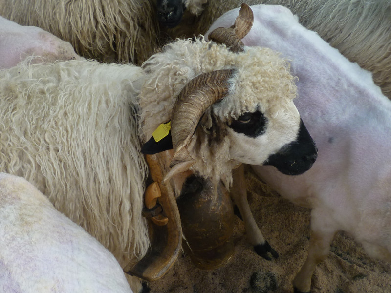 Fête de la laine
