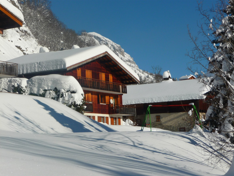Fleur des Alpes n°5