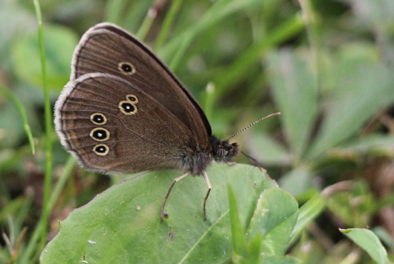 papillon tristan aphantopus