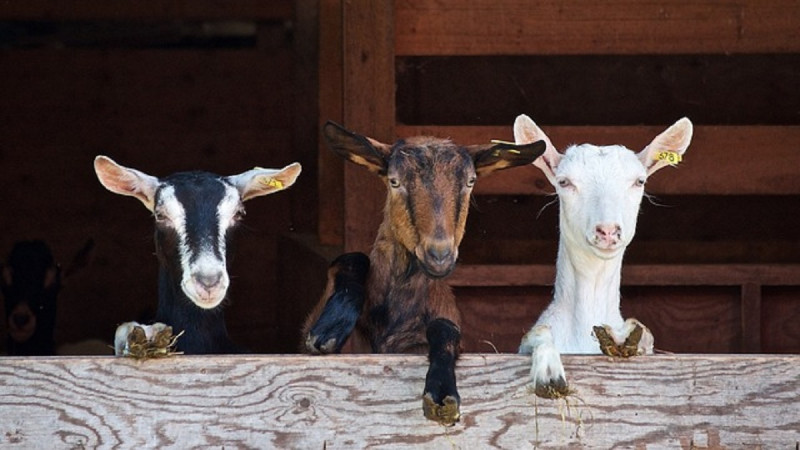 trois chevreaux