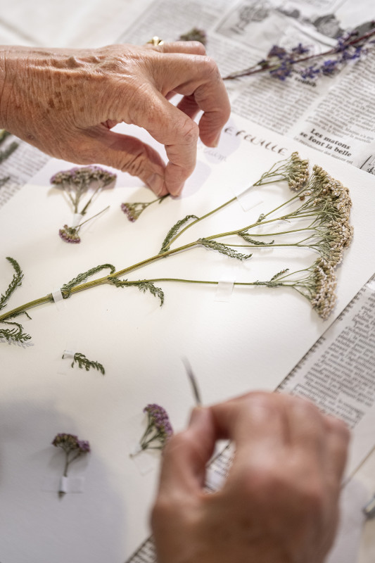 Collage de plantes séchées